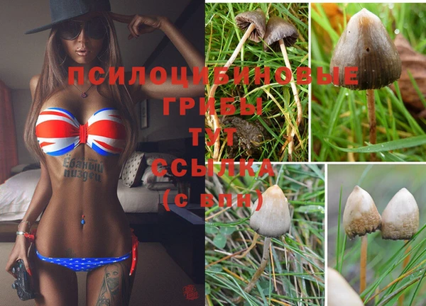 apvp Алзамай