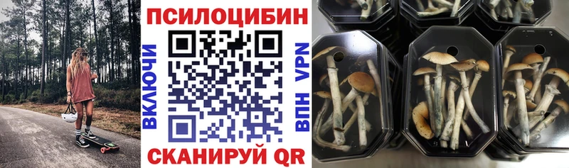 купить наркотик  Берёзовка  Галлюциногенные грибы Psilocybine cubensis 